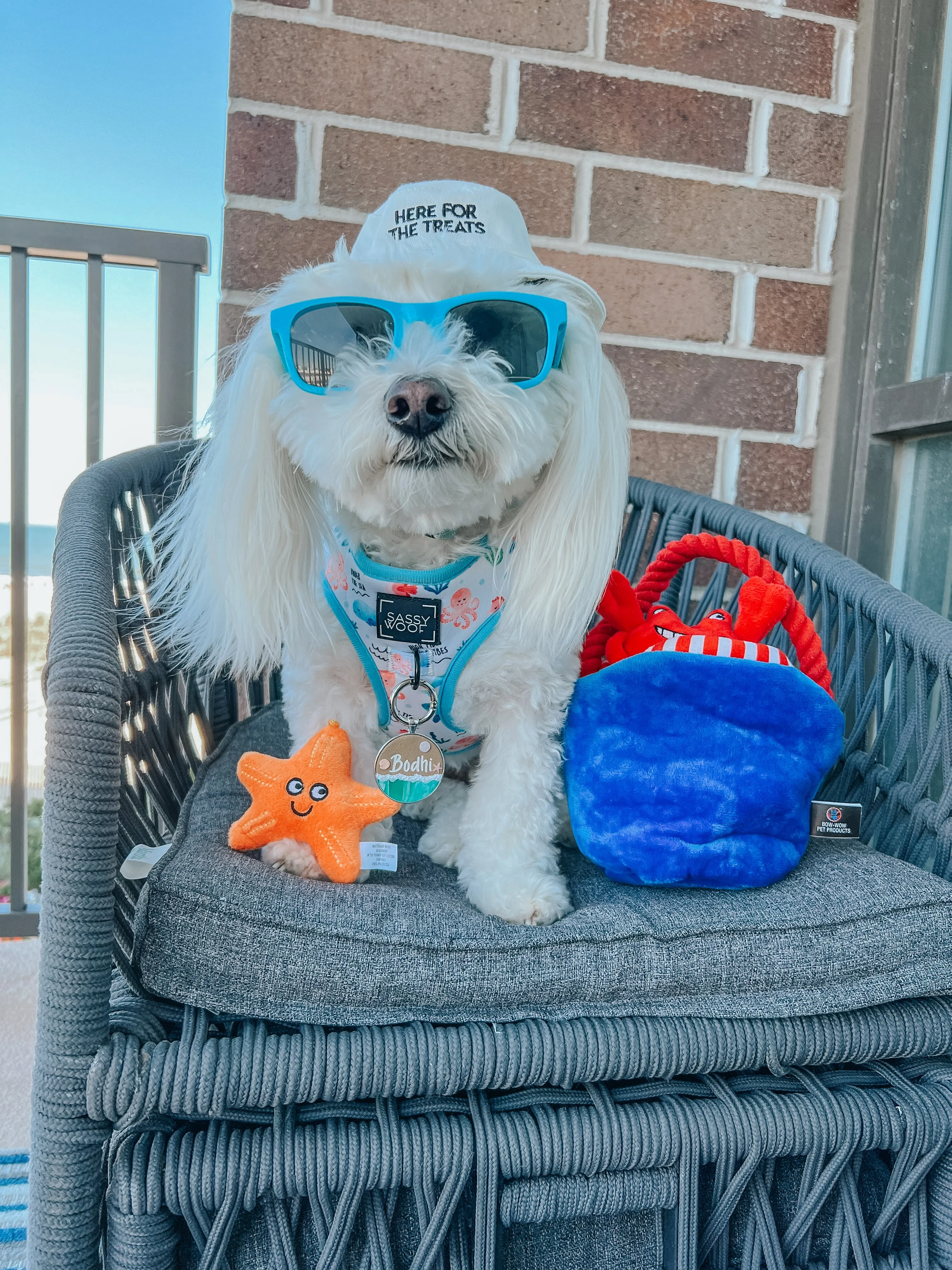 Dog Bucket Hat - Here For The Treats