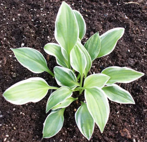 Touchstone Hosta