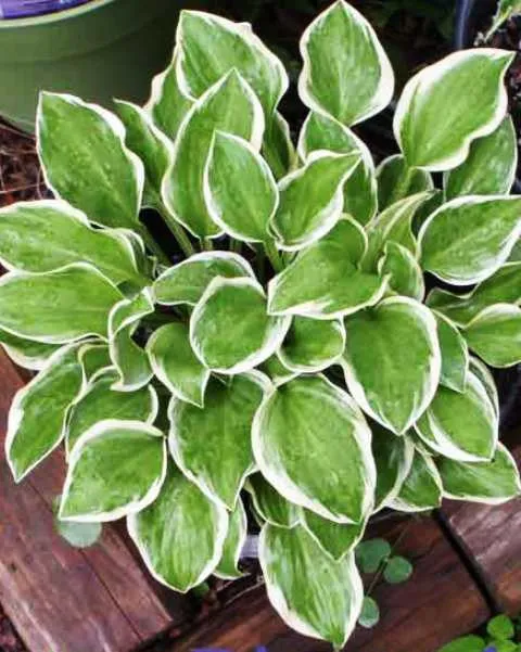 Touchstone Hosta